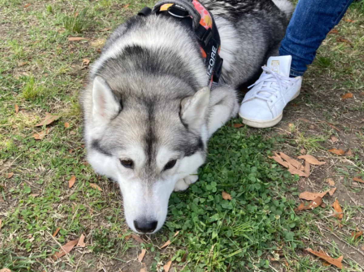 哈士奇去狗公園玩   沒交到朋友表情惹人憐